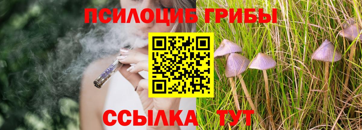 Псилоцибиновые грибы Cubensis Дивногорск